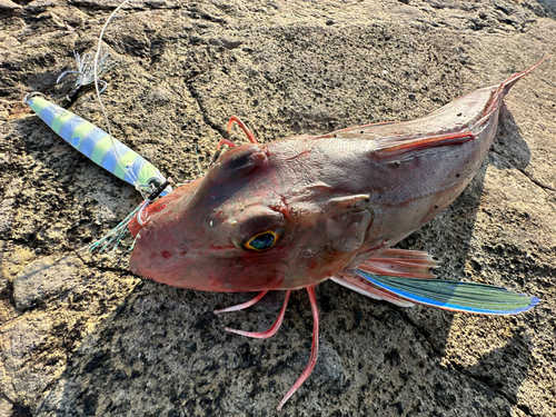 ホウボウの釣果