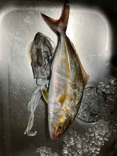 釣果一覧】徳島県で釣れたカンパチ - アングラーズ