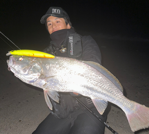 オオニベの釣果