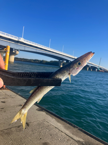 カマスの釣果