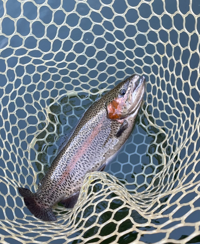 ニジマスの釣果