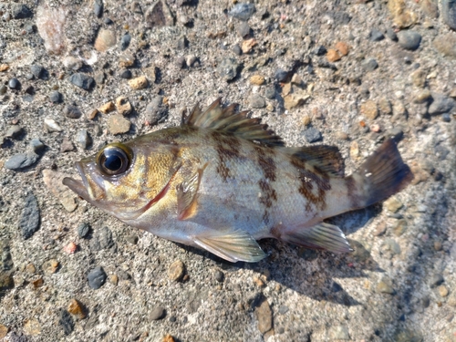 シロメバルの釣果