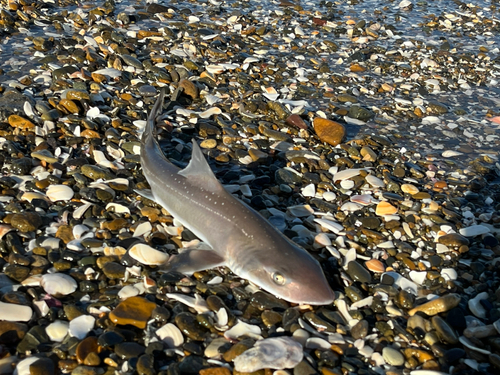 ホシザメの釣果