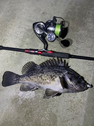クロソイの釣果