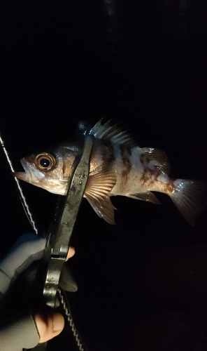 メバルの釣果