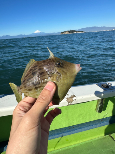 カワハギの釣果