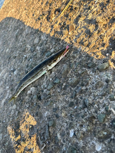 カマスの釣果