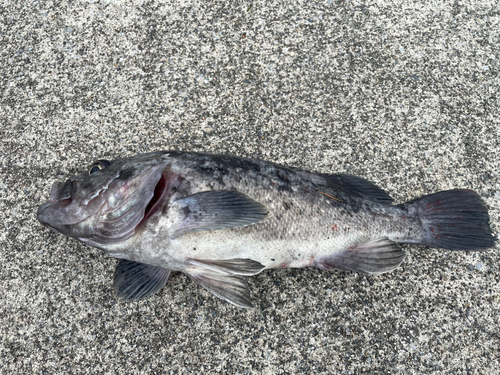 クロソイの釣果