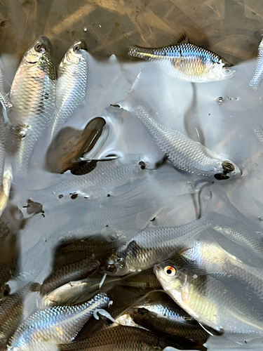 タイリクバラタナゴの釣果