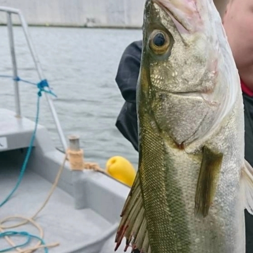 スズキの釣果