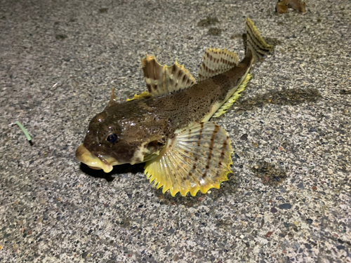 ツマグロカジカの釣果