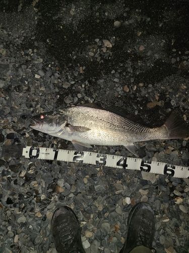 オオニベの釣果