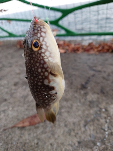 クサフグの釣果