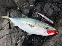 ヤズの釣果