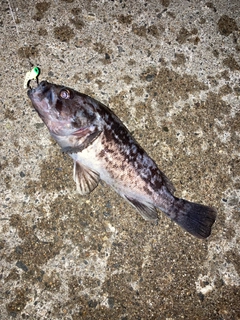 クロソイの釣果