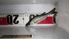 セイゴ（マルスズキ）の釣果