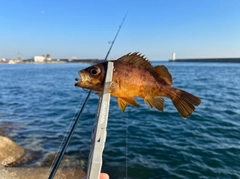 アカメバルの釣果