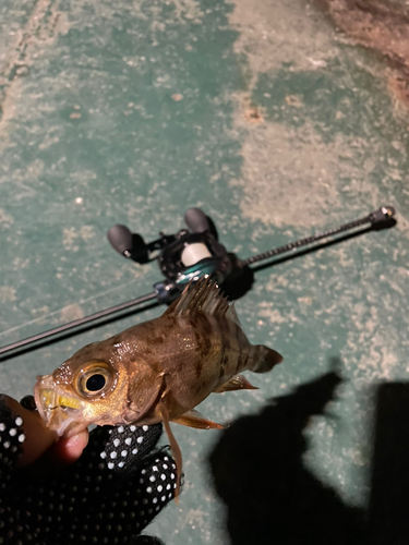 メバルの釣果