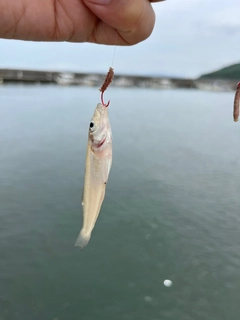 キスの釣果