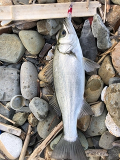 ヒラスズキの釣果