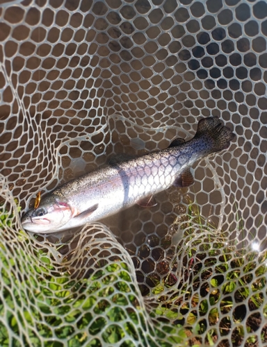 ニジマスの釣果