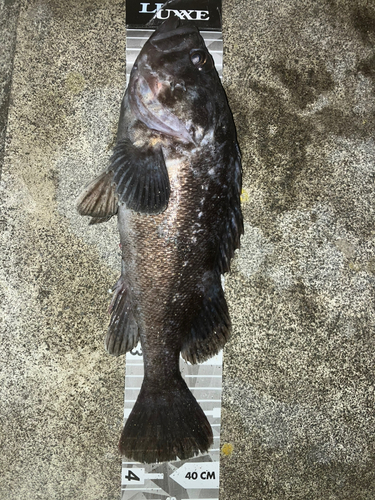 クロソイの釣果