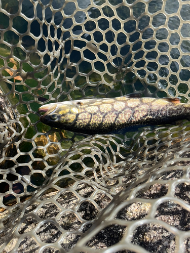 タイガートラウトの釣果