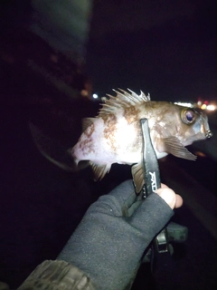 メバルの釣果