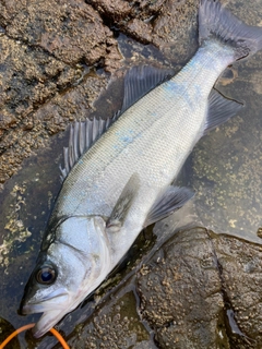 ヒラスズキの釣果