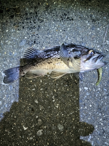 クロソイの釣果