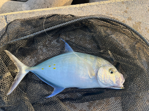 ナンヨウカイワリの釣果