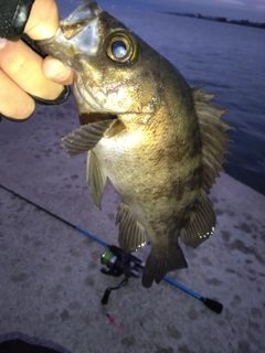 クロメバルの釣果