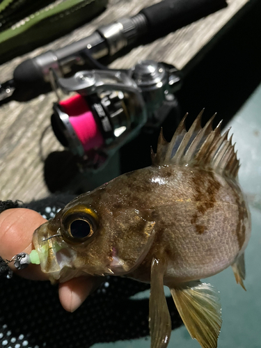 メバルの釣果