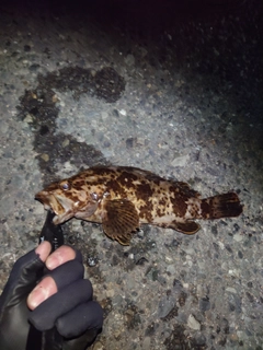 タケノコメバルの釣果