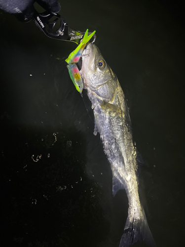 シーバスの釣果