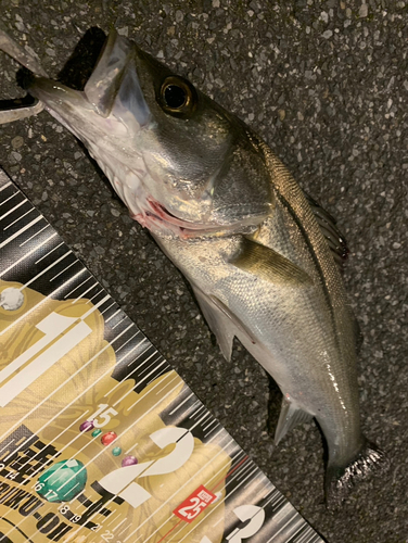 シーバスの釣果