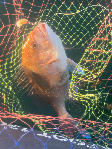 マダイの釣果