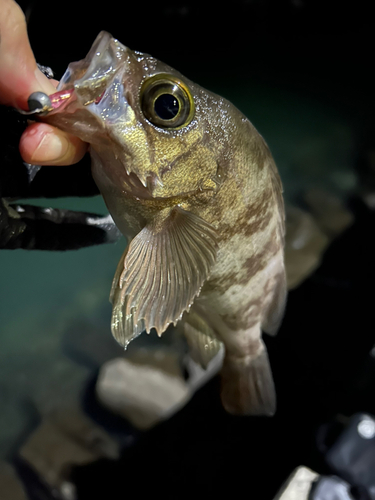 アカメバルの釣果