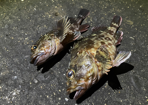 ガシラの釣果