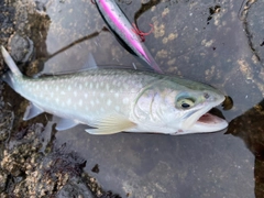 アメマスの釣果