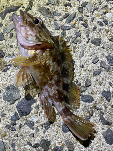 カサゴの釣果