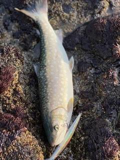 アメマスの釣果