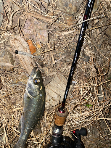 セイゴ（マルスズキ）の釣果