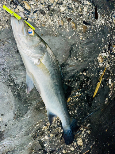 セイゴ（ヒラスズキ）の釣果