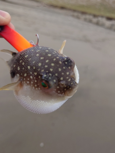 アカメフグの釣果