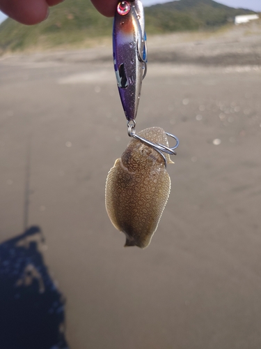 シタビラメの釣果