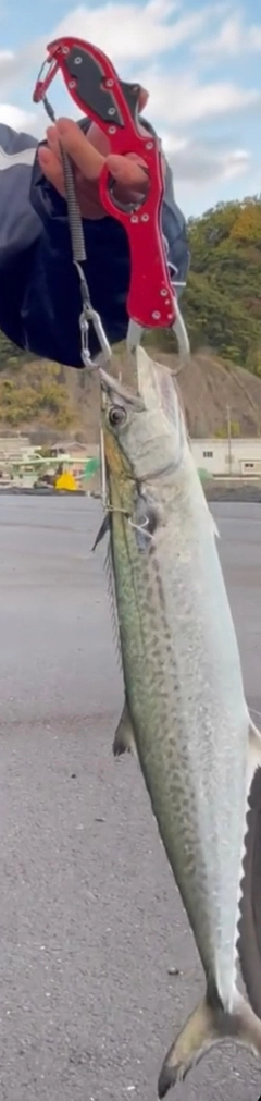 サゴシの釣果