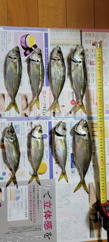 アジの釣果