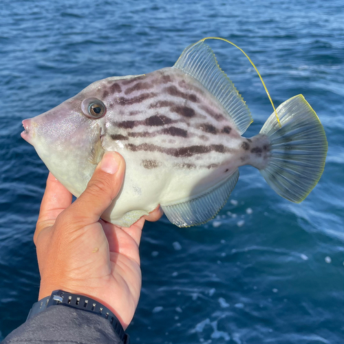 カワハギの釣果