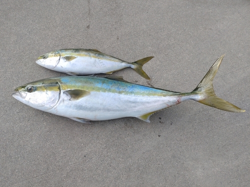 ワラサの釣果